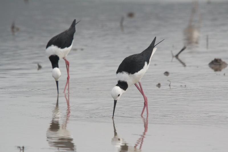 Szczudłak, ptak, chroniony ptak