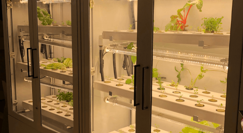 Uprawa hydroponiczna w bloku