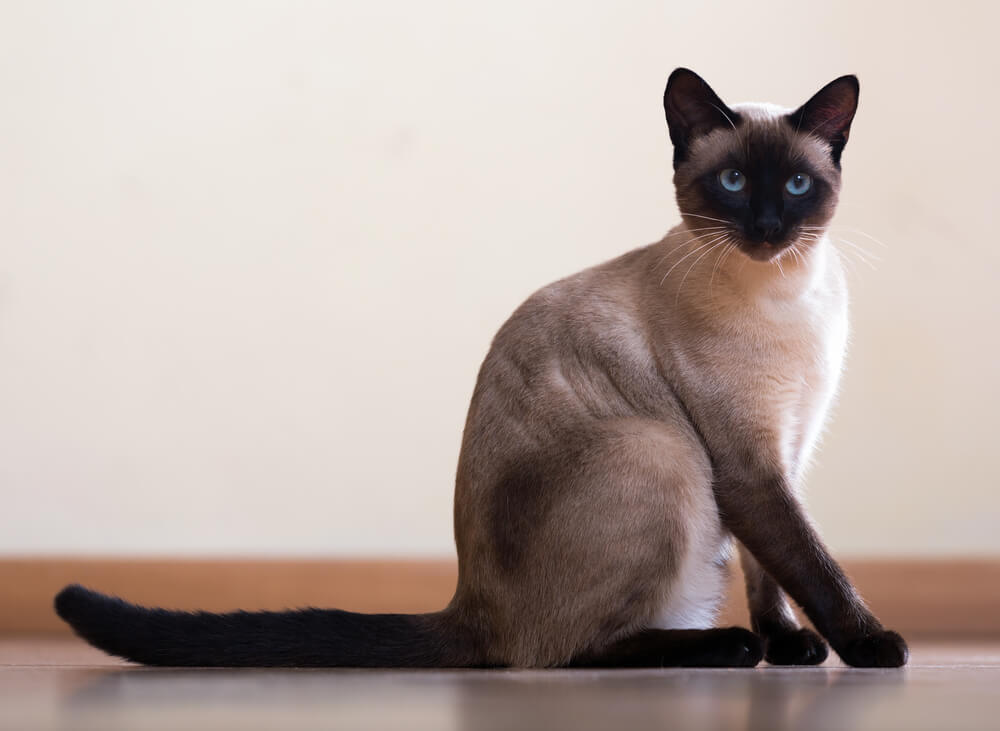 10 najpiękniejszych ras kotów - zdjęcia i opisy | ekologia.pl