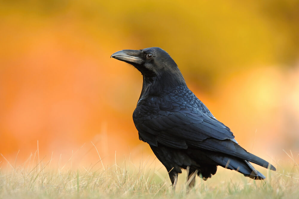 Ptaki krukowate w Polsce