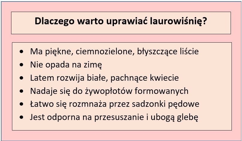 Laurowiśnia