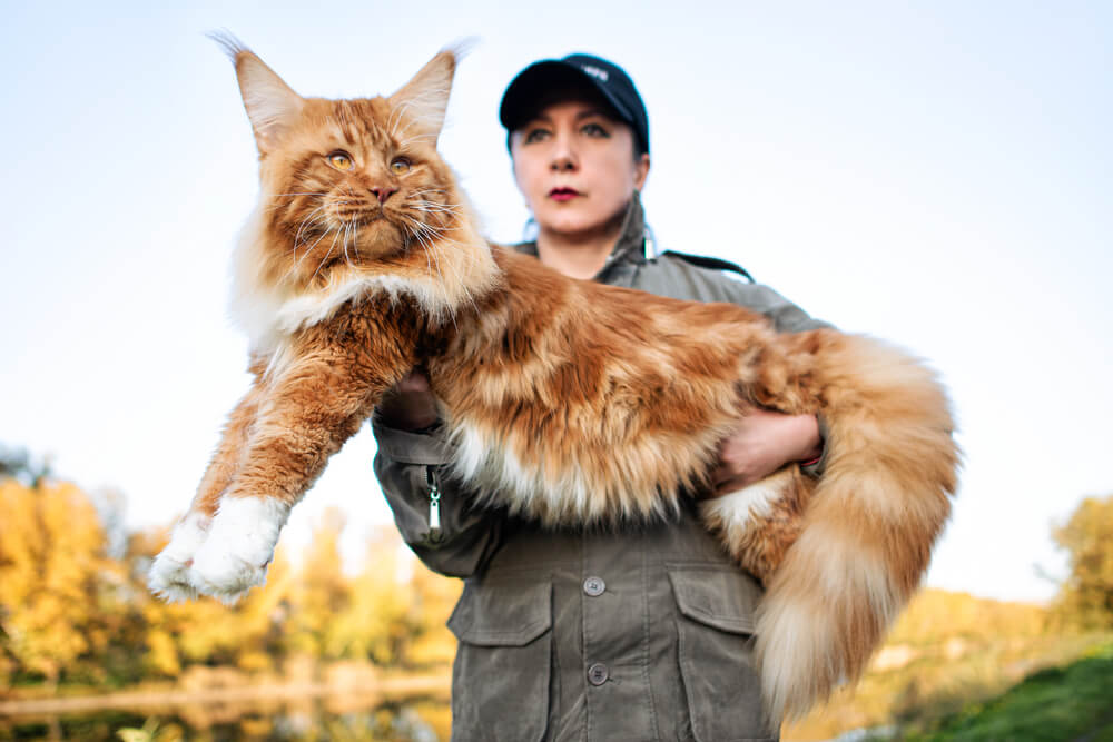 Ile maine coon zyje?