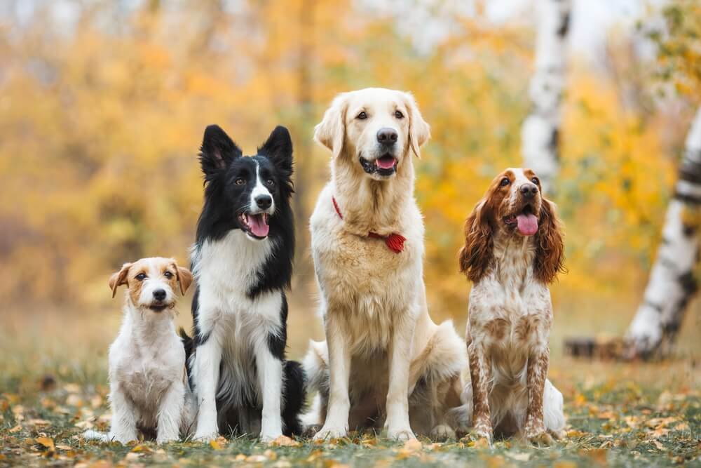 Top 10 ras psów