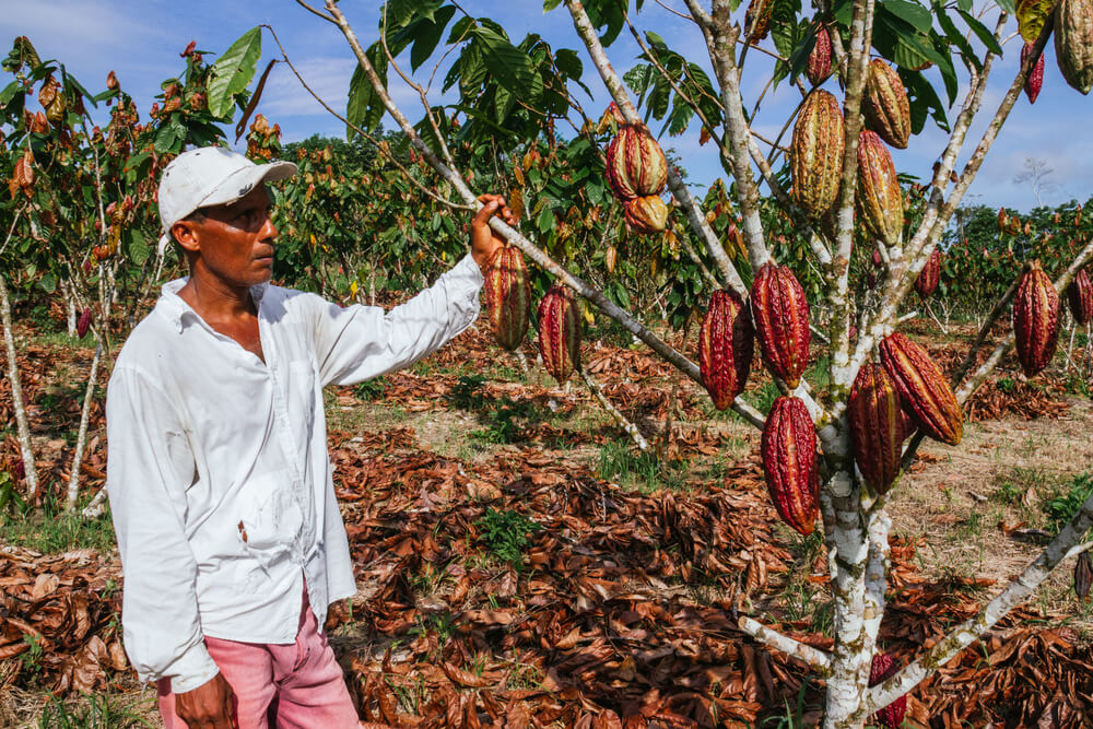 Plantacja kakao
