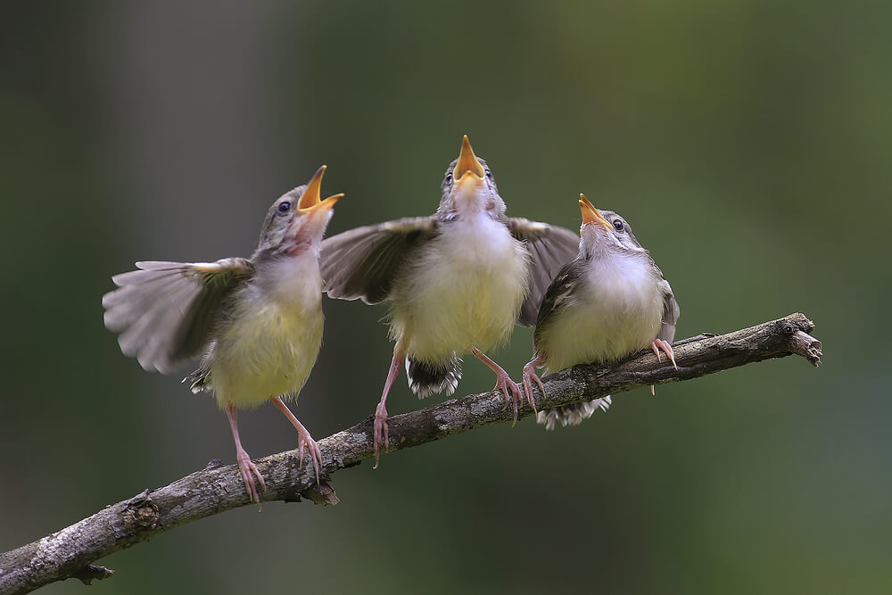 Najpiękniej śpiewające ptaki