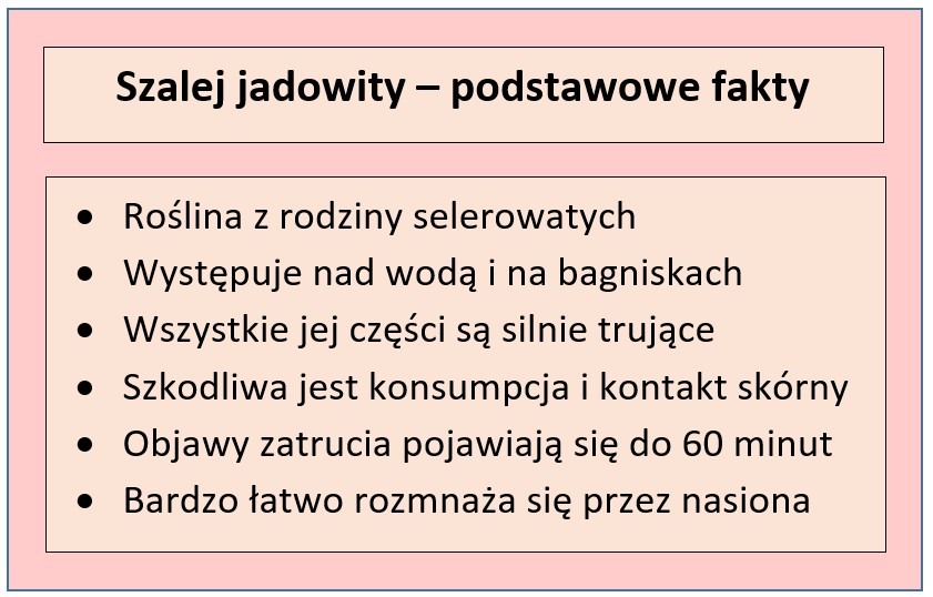 szalej właściwości i zastosowanie