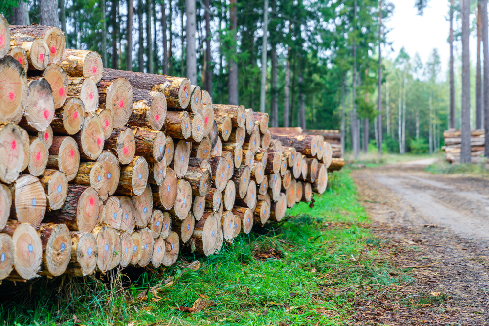Lasy w Polsce będą lepiej chronione
