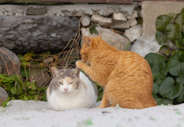 Comedy Pet Photo Awards 2024