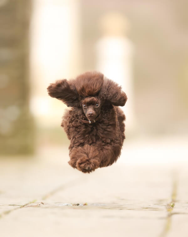 Comedy Pet Photo Awards 2024