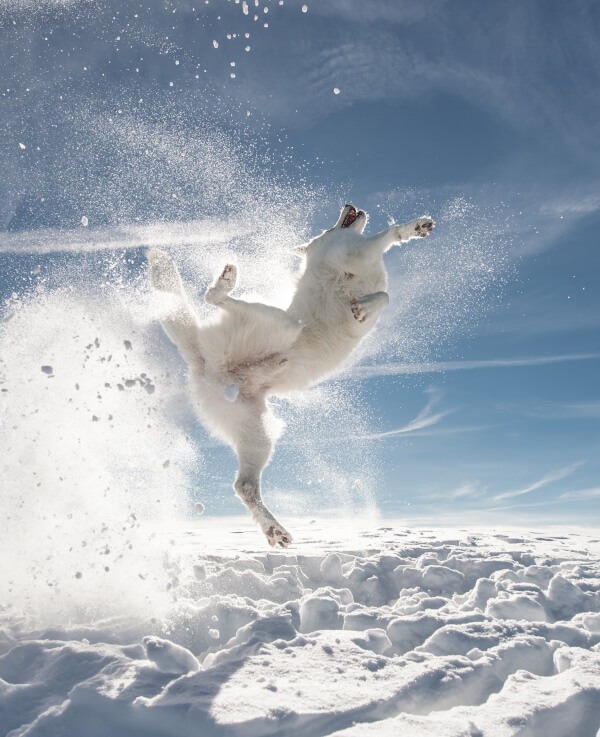 Comedy Pet Photo Awards 2024