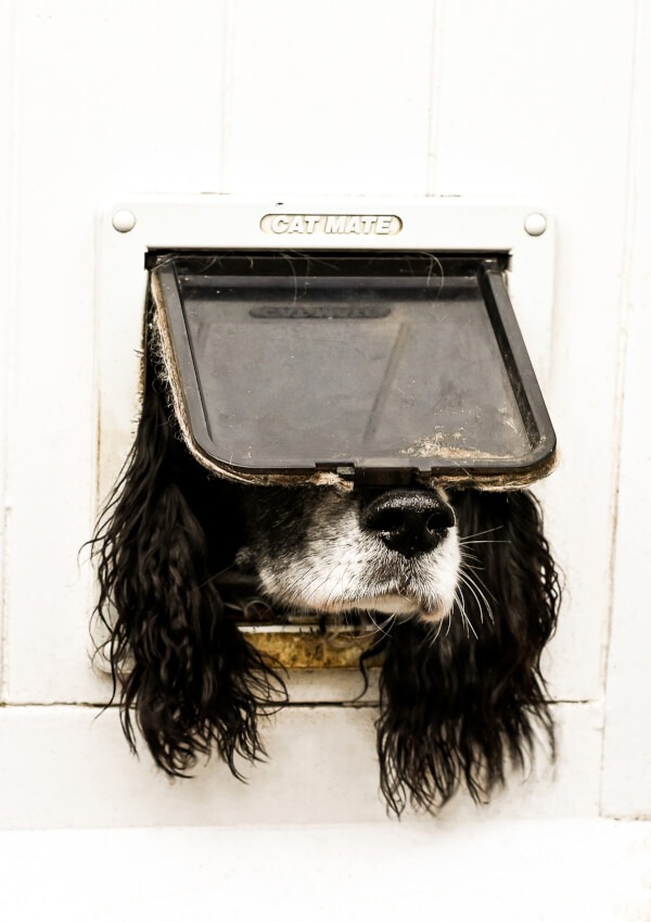 Comedy Pet Photo Awards 2024