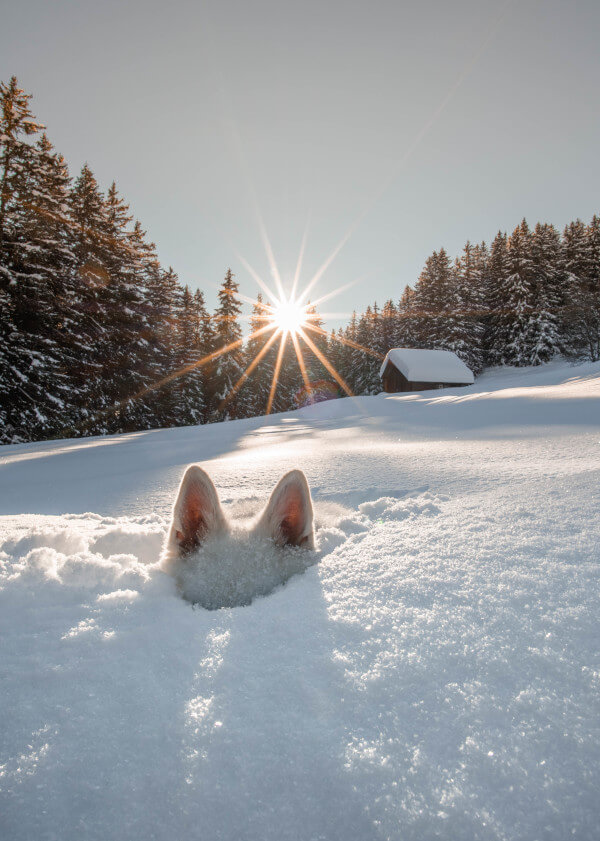 Comedy Pet Photo Awards 2024