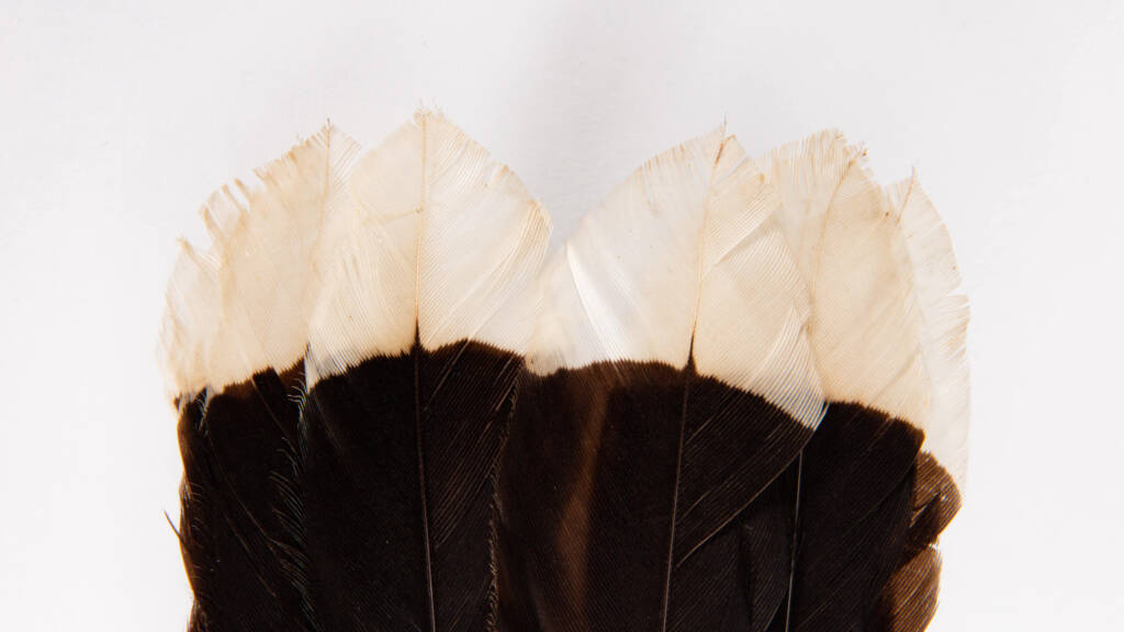 Pióro wymarłego ptaka huia jest cenniejsze niż złoto