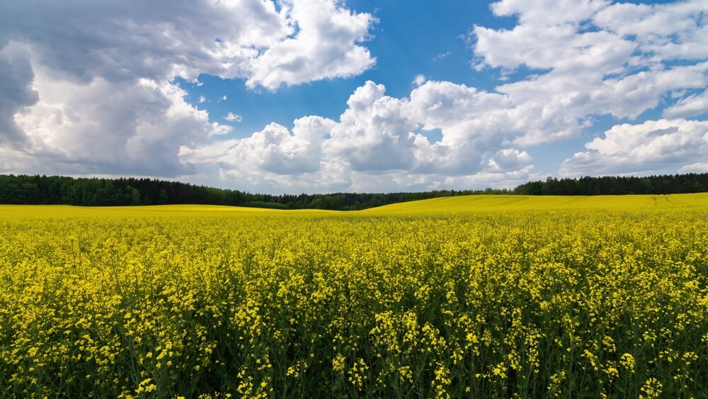 Pogoda na weekend 25-26 maja 2024 roku