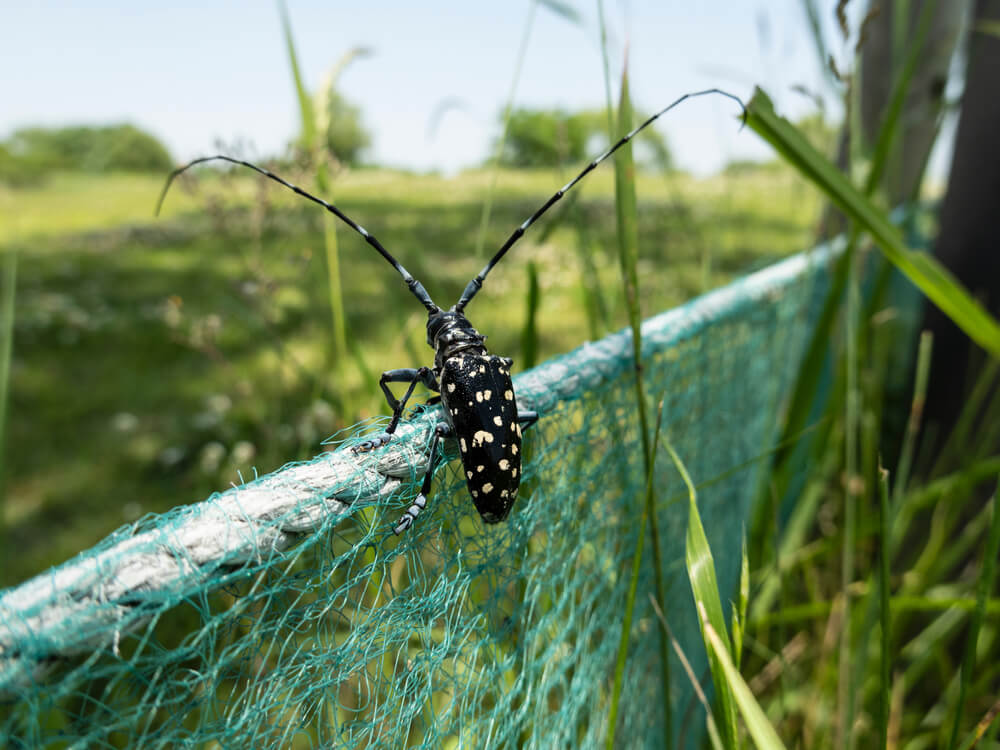 Azjatycki chrząszcz