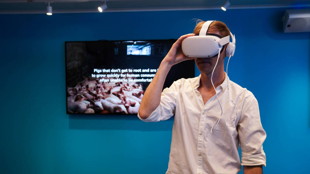 Jak wygląda hodowla przemysłowa zwierząt