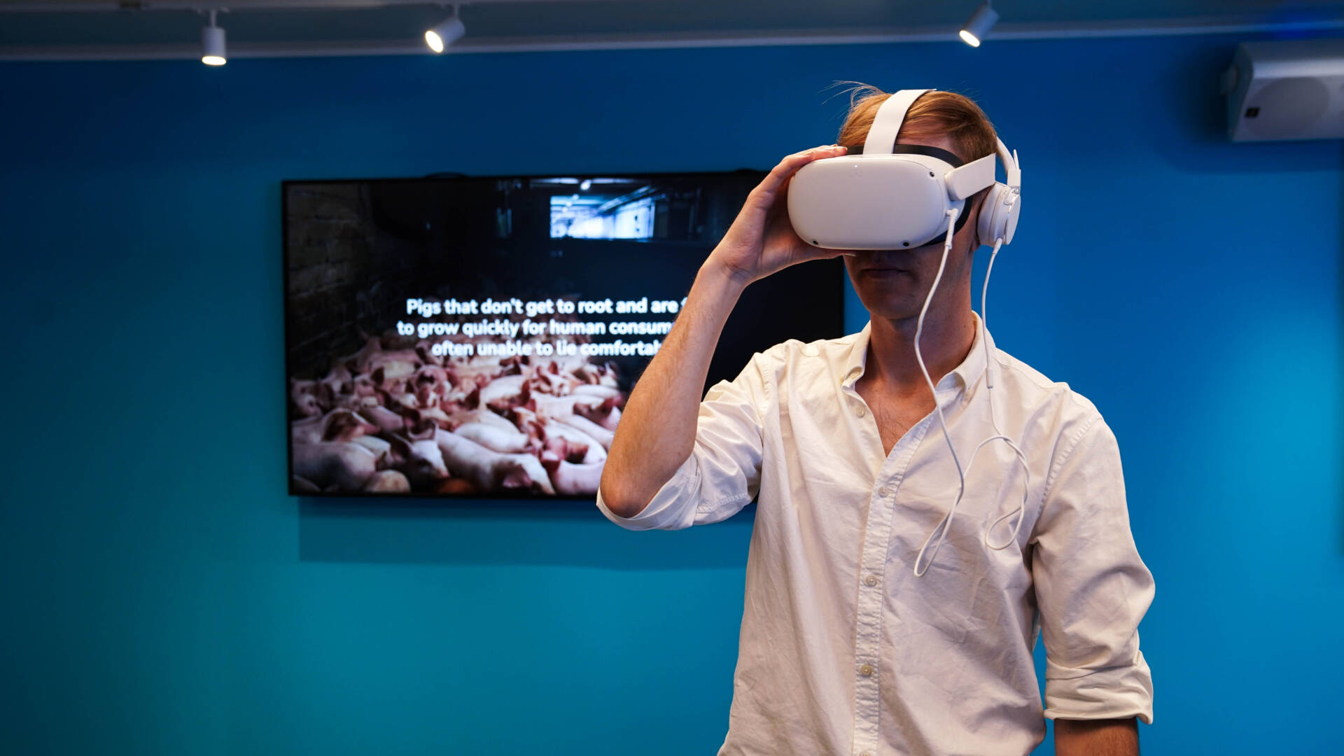 Jak wygląda hodowla przemysłowa zwierząt