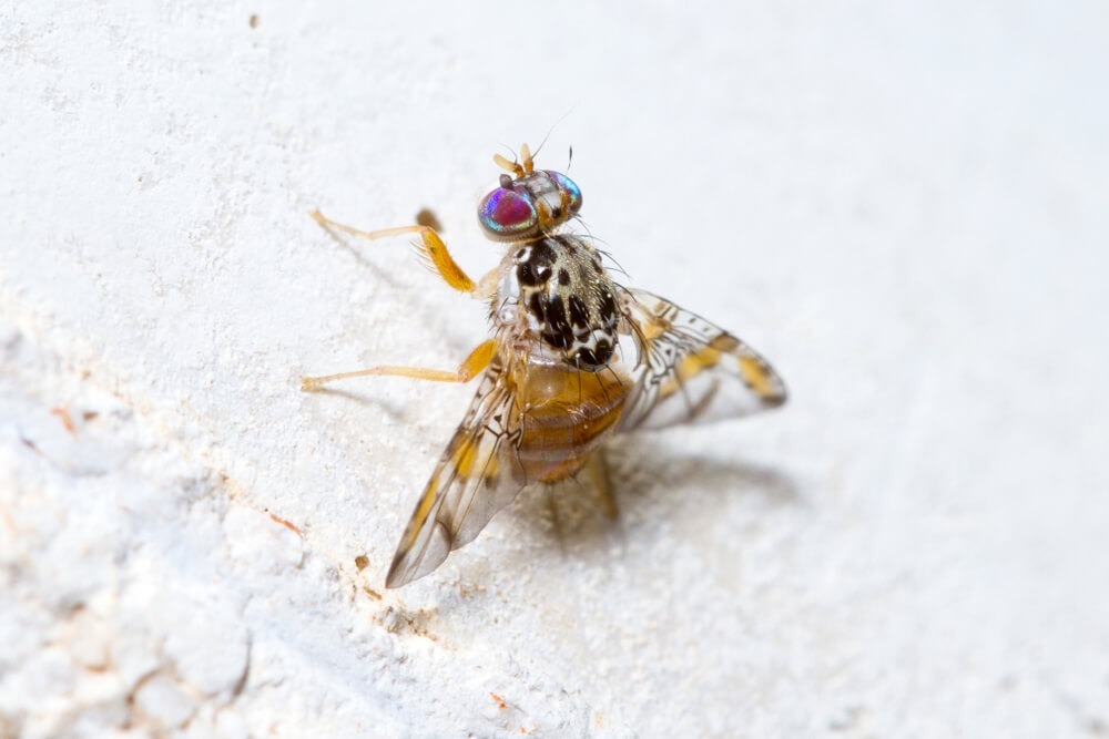 Owocanka południowa