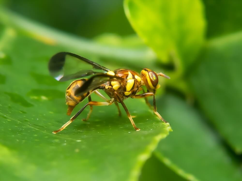 Orientalna muszka owocowa niszczy urodzaj owoców