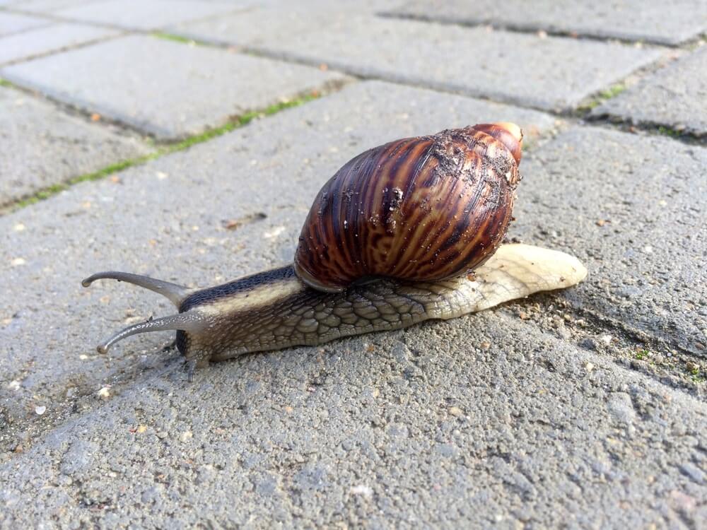 Afrykański ślimak Lissachatina fulica to gatunek wysoce inwazyjn