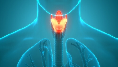 Model anatomiczny przedstawiający umiejscowienie krtani