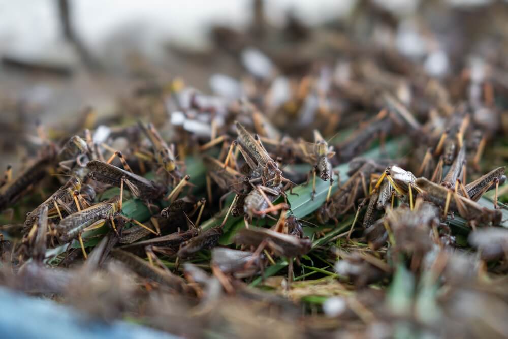 Miliony szarańczy pożerające uprawy