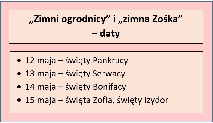 Kalendarz „zimnych ogrodników” i „zimnej Zośki”