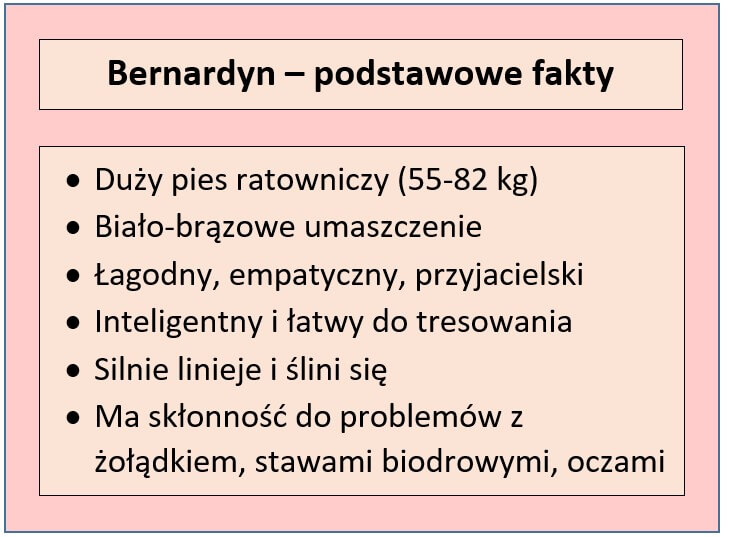 Czy bernardyn jest łagodny?