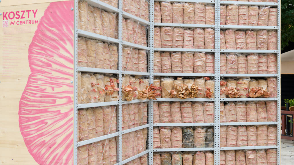 Boczniaki w centrum Warszawy