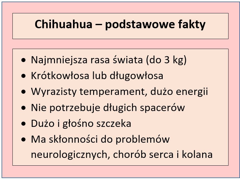 Fakty o chihuahua