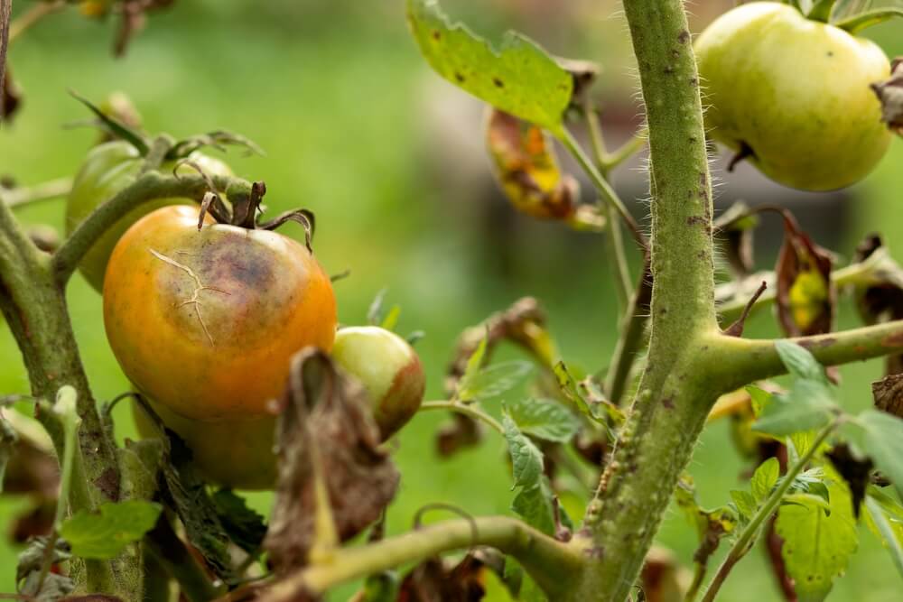 Choroba pomidorów - skąd się bierze
