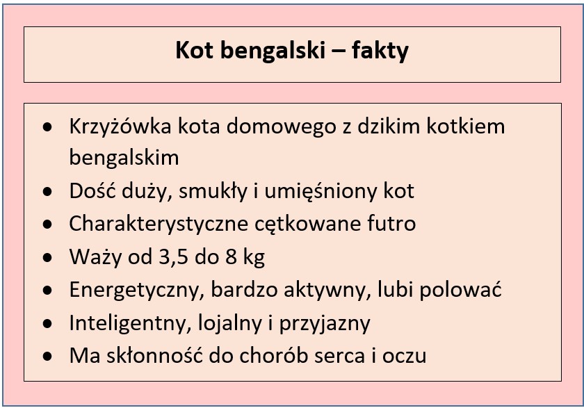 Co wiemy o kocie bengalskim?