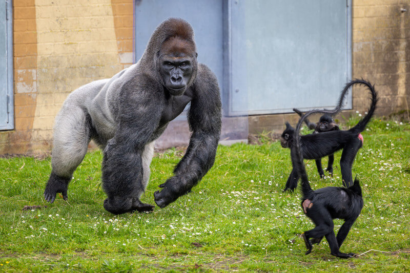 Międzygatunkowa przyjaźń jest możłiwa