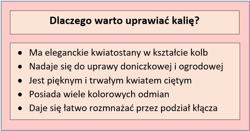 Gdzie powinna stać kalia?
