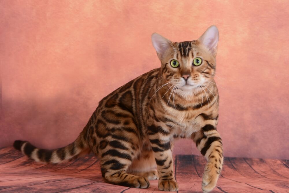 Jaki charakter ma kot bengalski?