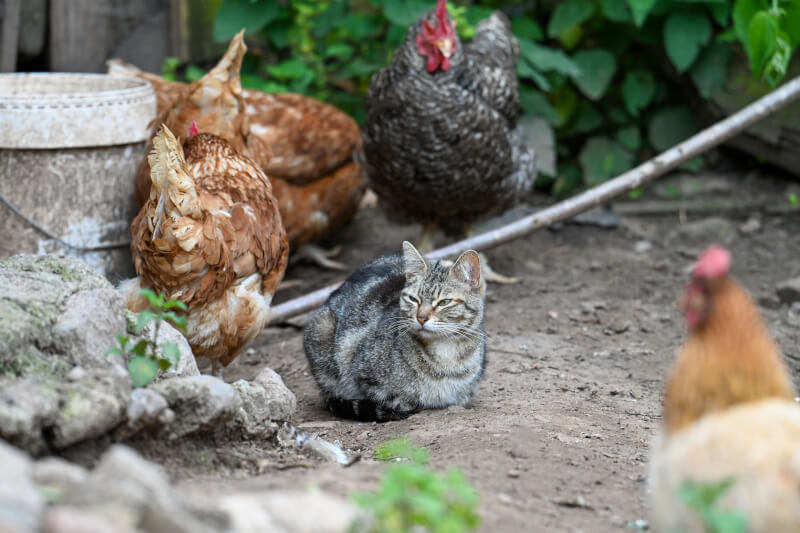 Zwierzęta gospodarskie zawiązują przyjaźnie