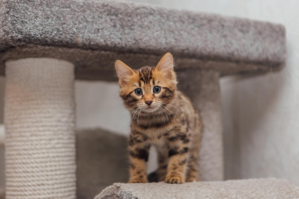 Kocię kota bengalskiego