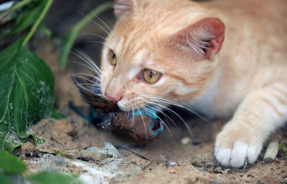 Koty zagrażają bioróżnorodności