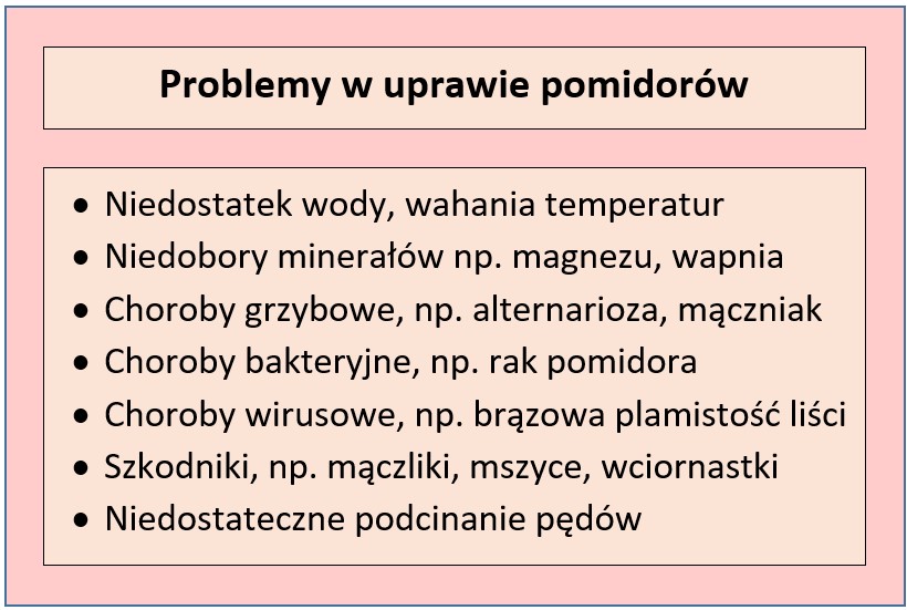 Problemy w uprawie pomidorów