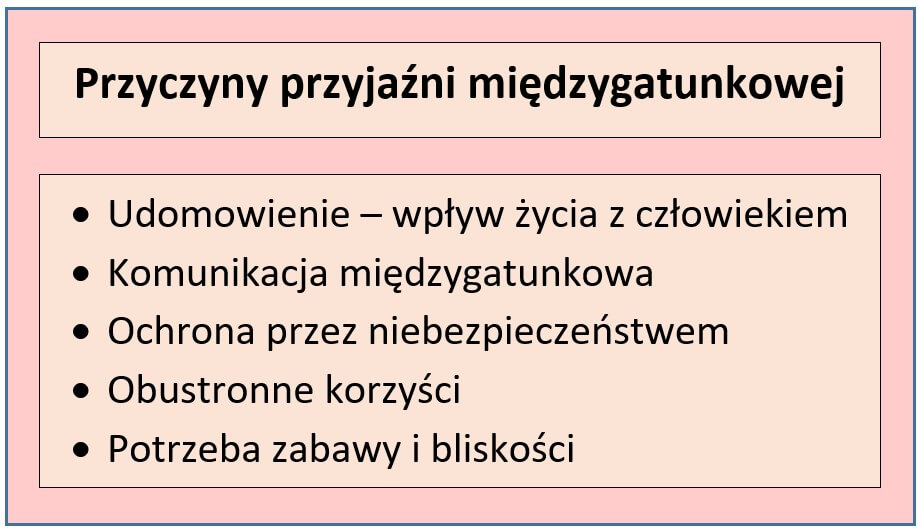 przyczyny przyjaźni między zwierzętami