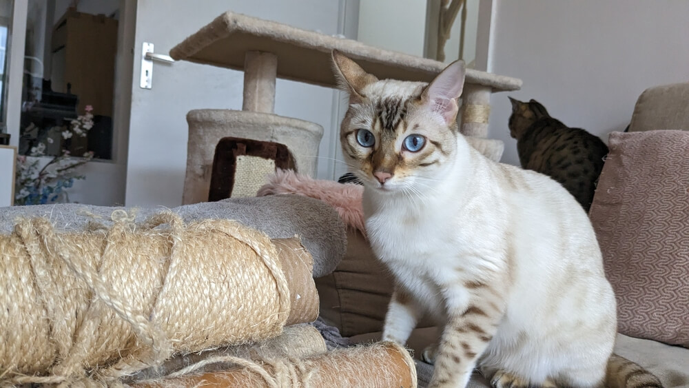 śnieżny kot bengalski