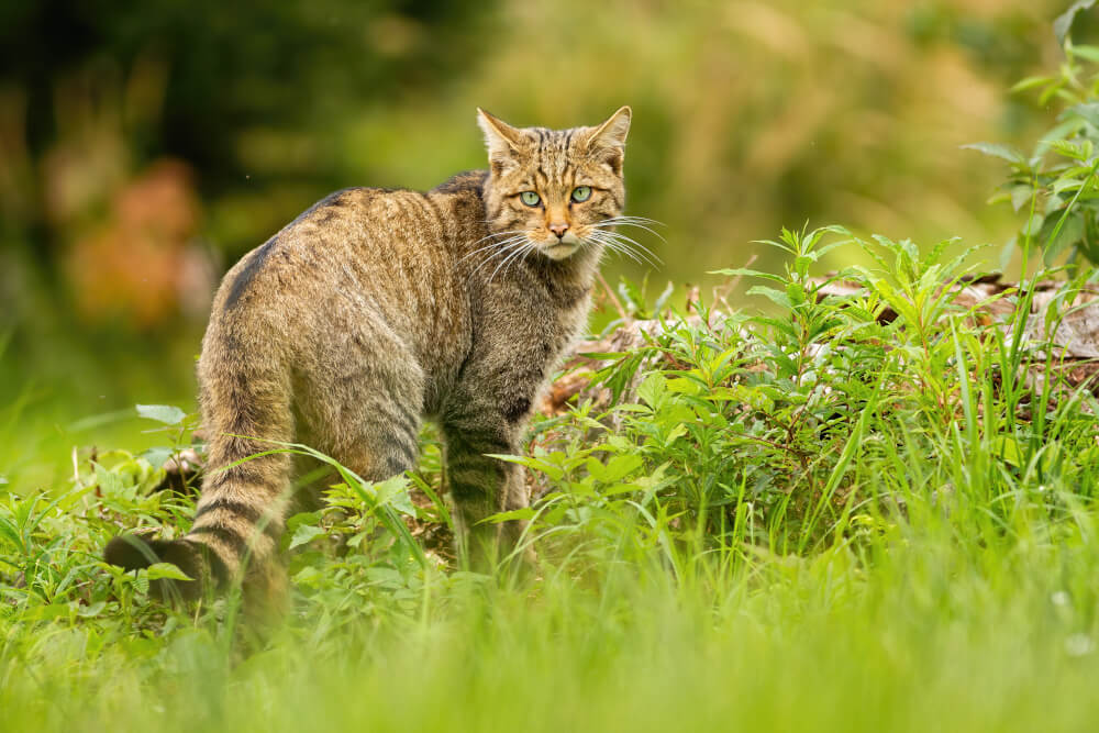 Pręgowany żbik europejski