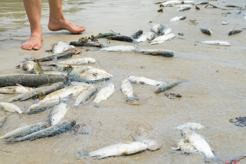 śnięte ryby w wodzie