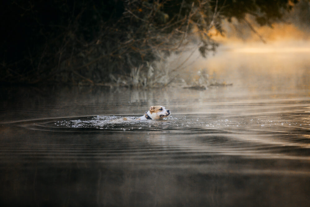Psy szukają ochłody w wodzie