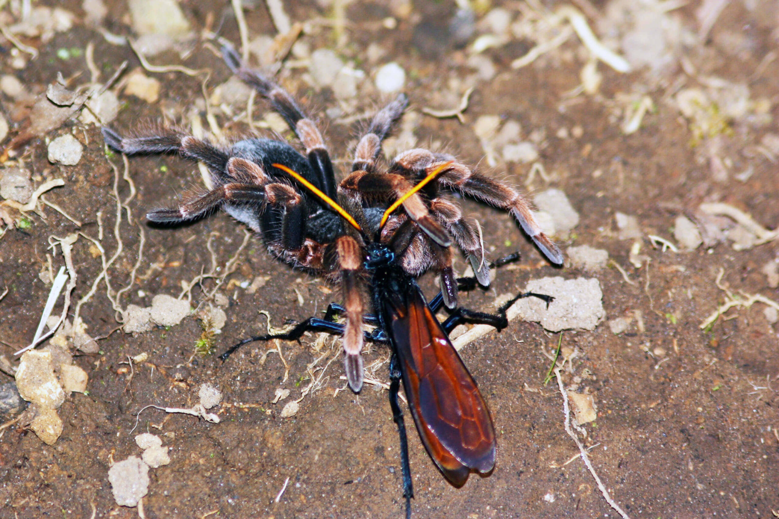 Tarantula hawk