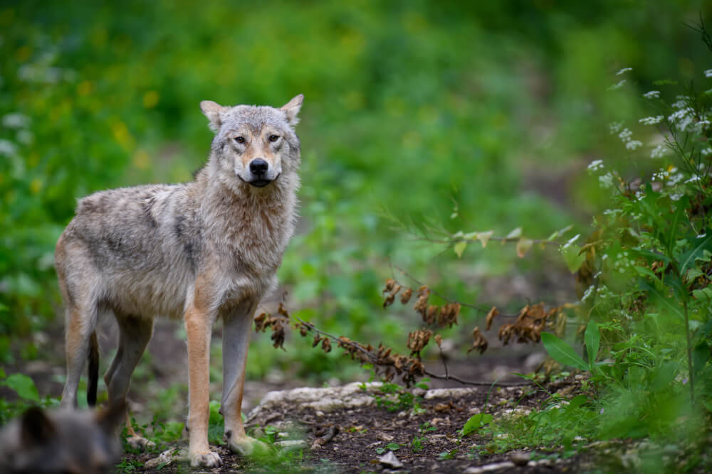 Ataki wilków na dzieci