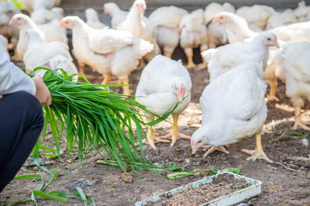 Kurczaki z certyfikatem - czym są karmione?