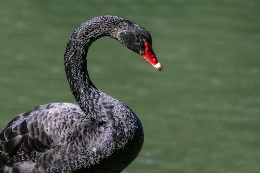 Czarny łabędź