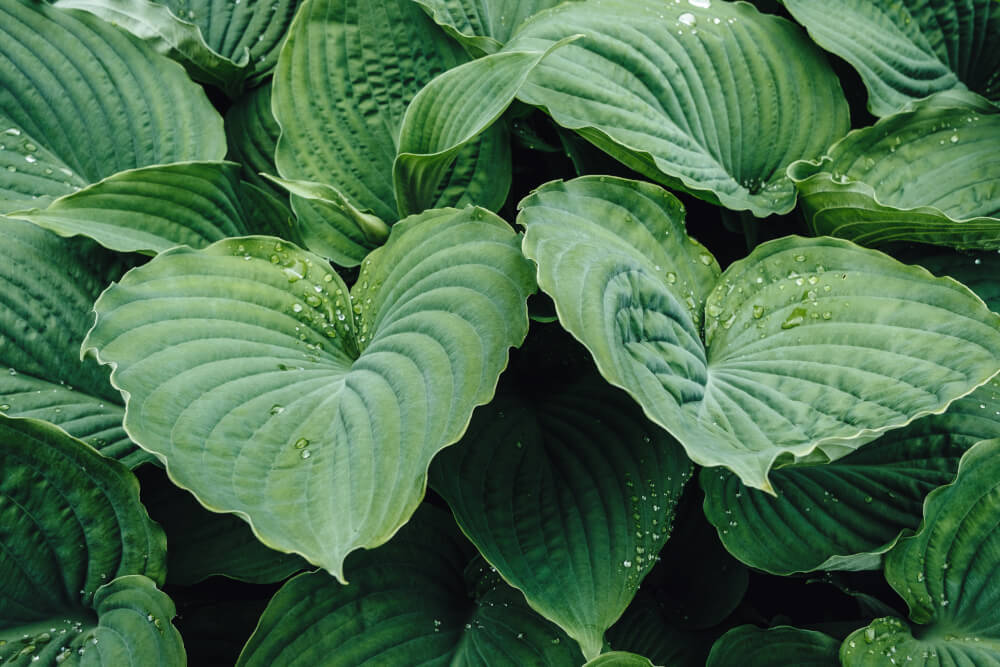 Piękne liście hosty