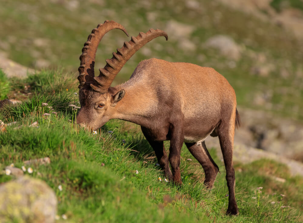 Koziorożec we francuskich Alpach